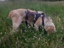 CARMENSITA, Hund, Mischlingshund in Nanzdietschweiler - Bild 5