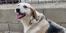 CARMENSITA, Hund, Mischlingshund in Nanzdietschweiler - Bild 6