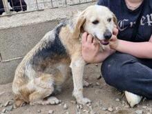 CARMENSITA, Hund, Mischlingshund in Nanzdietschweiler - Bild 7