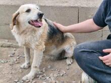 CARMENSITA, Hund, Mischlingshund in Nanzdietschweiler - Bild 8