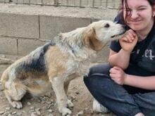 CARMENSITA, Hund, Mischlingshund in Nanzdietschweiler - Bild 9
