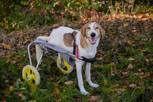 KRUMEL, Hund, Tornjak-Mix in Kroatien - Bild 1