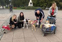 KRUMEL, Hund, Tornjak-Mix in Kroatien - Bild 2