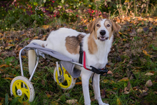 KRUMEL, Hund, Tornjak-Mix in Kroatien - Bild 5