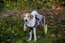 KRUMEL, Hund, Tornjak-Mix in Kroatien - Bild 6