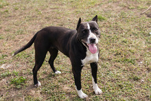 LINA, Hund, American Staffordshire Terrier-Mix in Kroatien - Bild 1