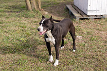 LINA, Hund, American Staffordshire Terrier-Mix in Kroatien - Bild 3