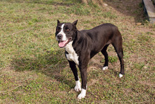 LINA, Hund, American Staffordshire Terrier-Mix in Kroatien - Bild 5