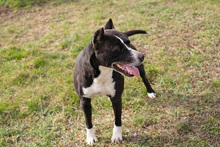 LINA, Hund, American Staffordshire Terrier-Mix in Kroatien - Bild 6