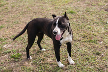 LINA, Hund, American Staffordshire Terrier-Mix in Kroatien - Bild 7