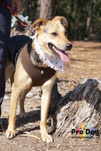 HAILEY, Hund, Mischlingshund in Portugal - Bild 3