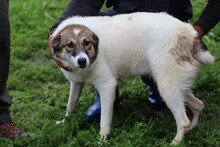 KHANA, Hund, Mischlingshund in Lohra-Reimershausen - Bild 2