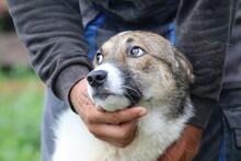 KHANA, Hund, Mischlingshund in Lohra-Reimershausen - Bild 3