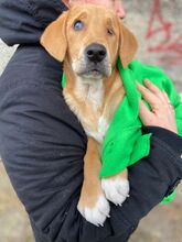 MATHEA, Hund, Mischlingshund in Walzbachtal - Bild 2