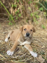 MATHEA, Hund, Mischlingshund in Walzbachtal - Bild 9