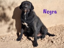 NEGRA, Hund, Mischlingshund in Spanien - Bild 10