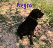 NEGRA, Hund, Mischlingshund in Spanien - Bild 11