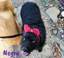 NEGRA, Hund, Mischlingshund in Spanien - Bild 2