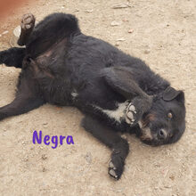 NEGRA, Hund, Mischlingshund in Spanien - Bild 6