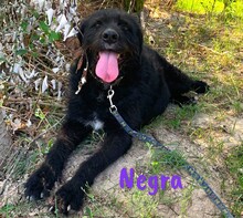 NEGRA, Hund, Mischlingshund in Spanien - Bild 7