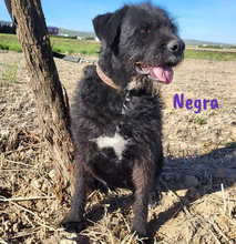 NEGRA, Hund, Mischlingshund in Spanien - Bild 8