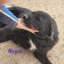 NEGRA, Hund, Mischlingshund in Spanien - Bild 9