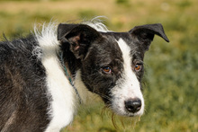 IZZO, Hund, Mischlingshund in Asbach