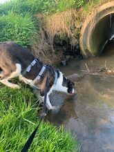 IZZO, Hund, Mischlingshund in Salzwedel - Bild 10