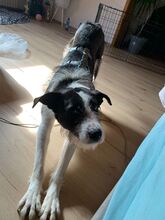 IZZO, Hund, Mischlingshund in Salzwedel - Bild 11
