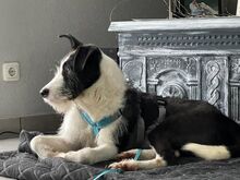 IZZO, Hund, Mischlingshund in Salzwedel - Bild 12