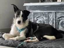 IZZO, Hund, Mischlingshund in Salzwedel - Bild 14