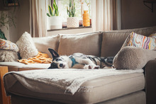 IZZO, Hund, Mischlingshund in Salzwedel - Bild 16