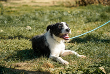 IZZO, Hund, Mischlingshund in Salzwedel - Bild 2