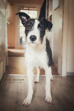 IZZO, Hund, Mischlingshund in Salzwedel - Bild 20