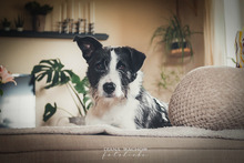 IZZO, Hund, Mischlingshund in Salzwedel - Bild 21