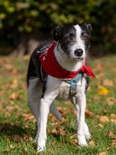 IZZO, Hund, Mischlingshund in Salzwedel - Bild 22