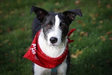IZZO, Hund, Mischlingshund in Salzwedel - Bild 23