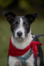 IZZO, Hund, Mischlingshund in Salzwedel - Bild 24