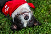 IZZO, Hund, Mischlingshund in Salzwedel - Bild 25