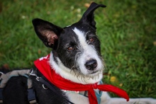 IZZO, Hund, Mischlingshund in Salzwedel - Bild 26