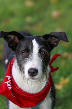 IZZO, Hund, Mischlingshund in Salzwedel - Bild 27