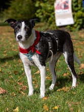 IZZO, Hund, Mischlingshund in Salzwedel - Bild 28