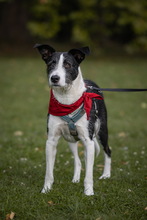 IZZO, Hund, Mischlingshund in Salzwedel - Bild 29