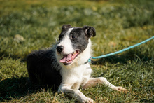 IZZO, Hund, Mischlingshund in Salzwedel - Bild 3