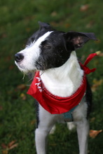 IZZO, Hund, Mischlingshund in Salzwedel - Bild 30