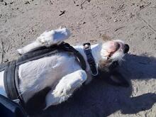 IZZO, Hund, Mischlingshund in Salzwedel - Bild 32