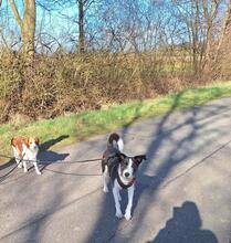 IZZO, Hund, Mischlingshund in Salzwedel - Bild 33