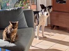 IZZO, Hund, Mischlingshund in Salzwedel - Bild 34