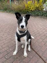 IZZO, Hund, Mischlingshund in Salzwedel - Bild 35