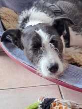 IZZO, Hund, Mischlingshund in Salzwedel - Bild 36